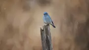 Spring's Bluebird Return Defies Alberta's Unseasonal Snowfall