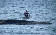 Stranded Whale Escapes Sandbank in Baltic Sea, But Danger Persists