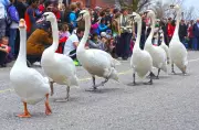 Stratford's Iconic Swan Parade to Undergo Significant Changes in 2026