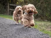 Study Reveals Designer Dogs Exhibit More Behavioral Issues Than Purebreds