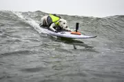 Sugar The Surfing Dog, First Canine in Surfer's Hall of Fame, Passes Away
