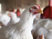 Supply Management Threatens Canada's Mercosur Trade Deal Potential