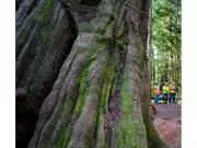 Taan Forest Becomes Canada's First FSC Verified Impact Forest