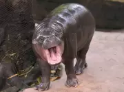 Thai Man Arrested After Climbing Into Enclosure of Social Media Star Hippo Moo Deng