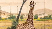 Toronto Zoo Announces Name of Newborn Masai Giraffe Calf