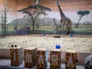 Toronto Zoo's New Masai Giraffe Calf Named Imara by Public Vote