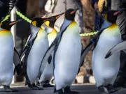 Tourism Calgary Launches 2026 Attractions Pass for Local Exploration