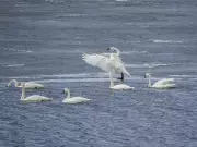 Trumpeter Swans Return to Alberta Fields, Signaling Spring's Arrival