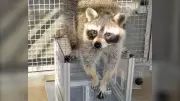 UBC Study Reveals Raccoons Solve Puzzles for Fun, Not Just Food Rewards
