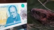 UK Banknotes Spark Culture War as Churchill Replaced by Wildlife