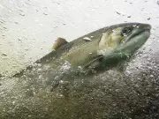 Uniting for Salmon: Why Fighting Over Declining Fish Stocks Misses the Bigger Picture