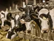 U.S. Tariffs Reshape Trade: Canada's Dairy Sector Faces Reform Pressure