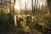 Vancouver Island First Nations Gain Control of Three Clayoquot Sound Forestry Areas
