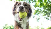 Veterinarians Warn Tennis Balls Pose Dental and Chemical Risks to Pets