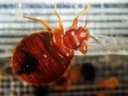 Westmount Public Library Temporarily Closed for Bedbug Treatment