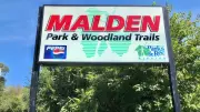 Windsor's Malden Park Undergoes Tree Removal for Invasive Species Management