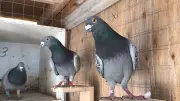 Winnipeg Appeal Committee Orders Removal of Backyard Pigeon Aviary