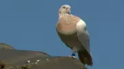 Winnipeg Residents Divided Over Approved Racing Pigeon Aviary in Neighborhood