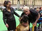Wrestler Dustin Rhodes' Mastiff Beast Wins at World's Largest Dog Show