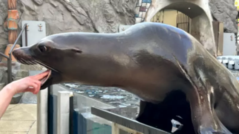 19-Year-Old West Edmonton Mall Sea Lion to Be Relocated to U.S.
