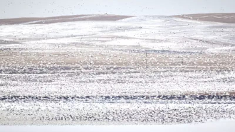 A Spectacle of Snow Geese: Thousands Flock to McGregor Lake in Alberta