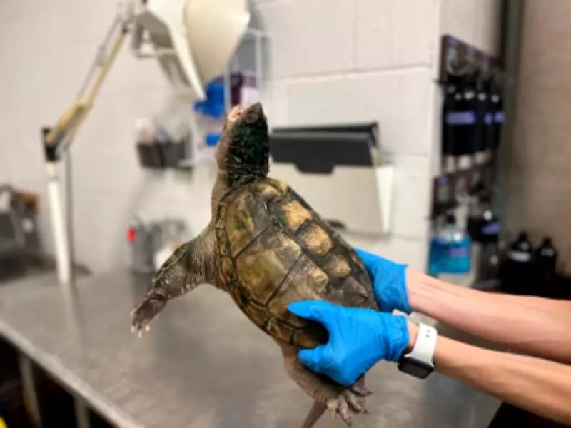 Abandoned Florida Snapping Turtle Found Outside Reptilia Vaughan Facility
