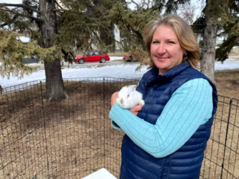 Abandoned Pet Rabbits Roam Saskatoon Streets, Sparking Concern and Calls for Education
