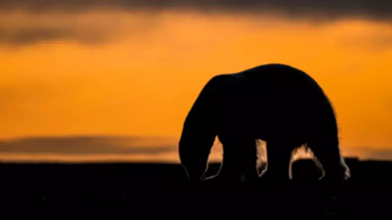 Alaskan Village Seeks to Revive Polar Bear Tourism