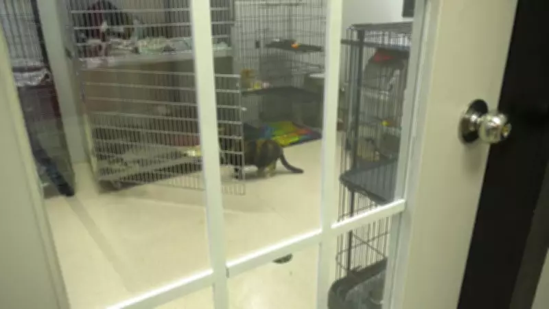 Alberta Animal Rescue Halts Intake Amid Financial Strain, Citing Overcapacity