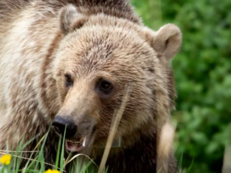 Alberta Municipalities Demand Grizzly Bear Hunt Revival Amid Rising Human Conflicts