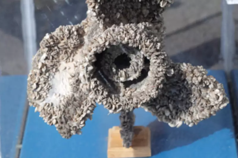 Alberta Ramps Up Efforts to Prevent Invasive Mussels Entry