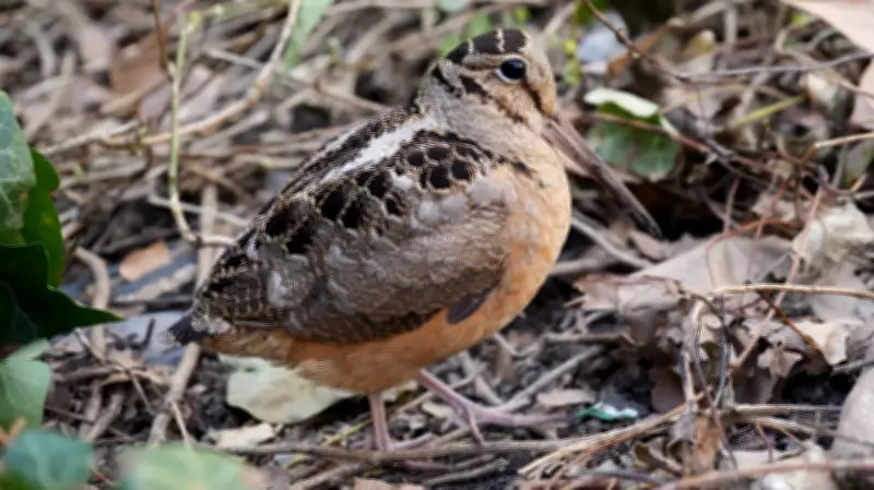 American Woodcocks Become Unlikely Spring Celebrities in New York City's Bryant Park
