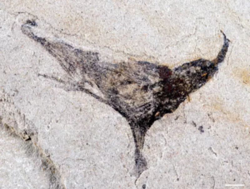 Ancient Chinese Fossils Reveal Complex Life Emerged Millions of Years Earlier