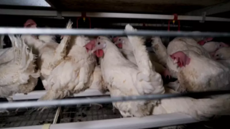 Animal Justice Condemns Saskatchewan's Enriched Cage Poultry Research Plan