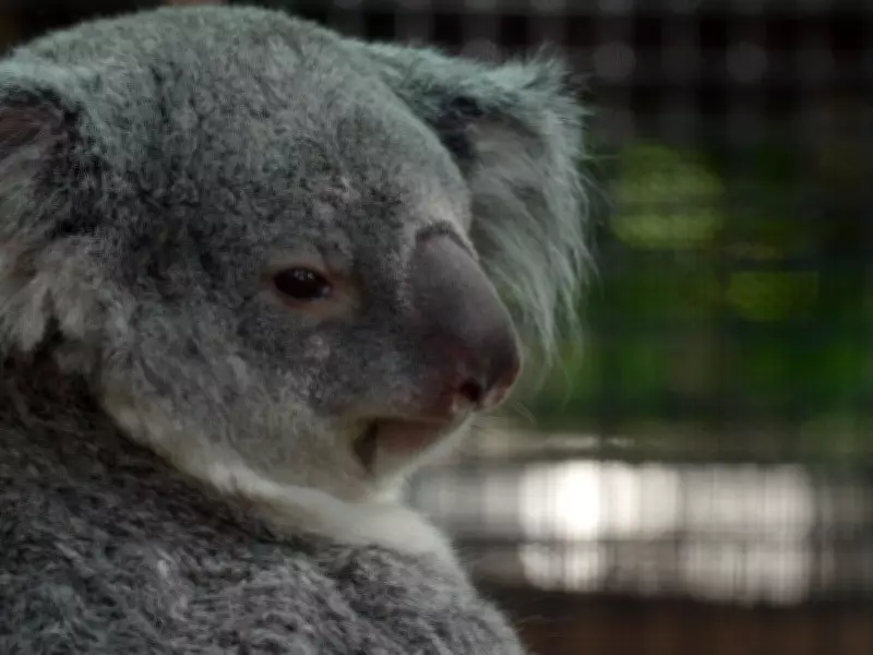 Baby Koala Debuts in Mom's Pouch at Florida Zoo's New Outback Habitat
