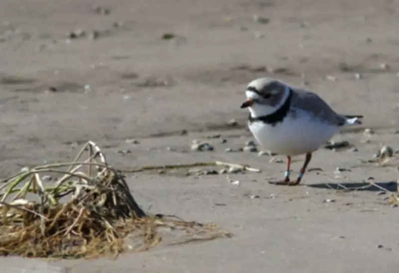 Barrie and Wasaga Beach Collaborate with Birds Canada to Save Endangered Piping Plovers