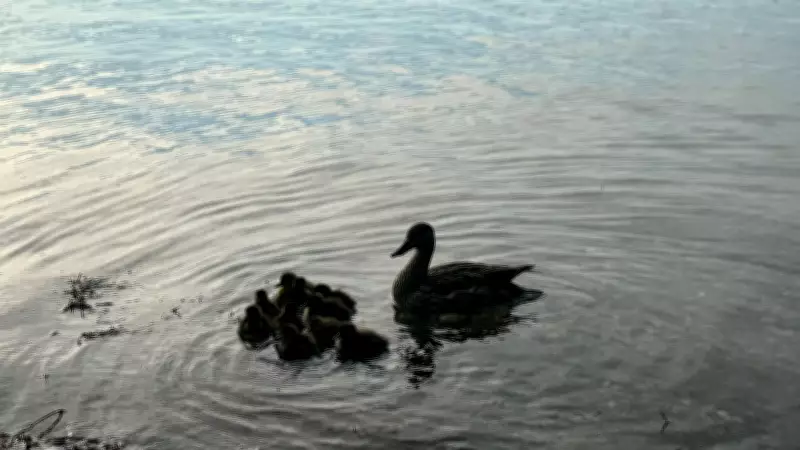 Barrie Braces for Hottest Week of 2026 as Spring Temperatures Soar