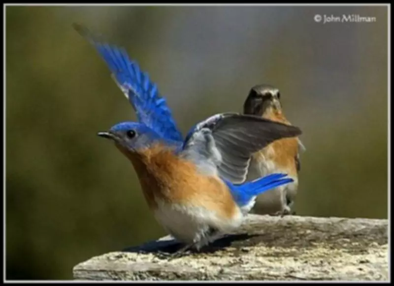 Barrie Earns Official Designation for Eastern Bluebird Conservation Efforts