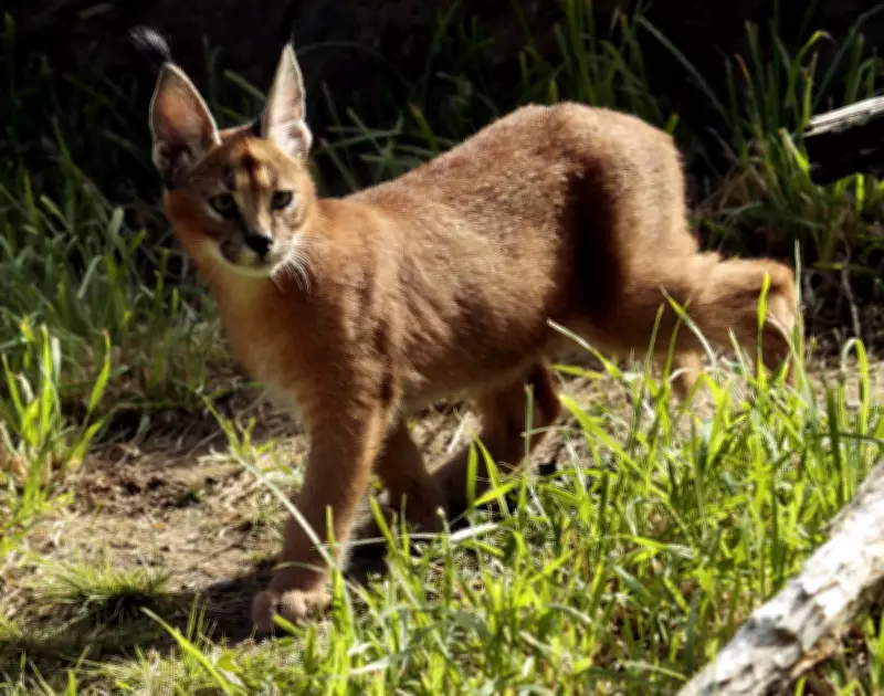 B.C. Bans Exotic Cat Ownership: Public Safety and Animal Welfare