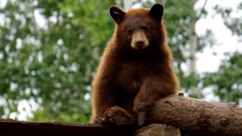 B.C. Bear Sanctuary Anxiously Awaits Answers After Sudden Deaths of 5 Bears