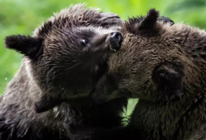 B.C. Grizzly Bear Cubs Emerge from Dens, Sparking Wildlife Monitoring Efforts