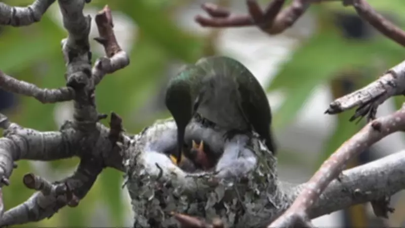 B.C. Man's Backyard Hummingbird Video Spreads Global Hope and Joy