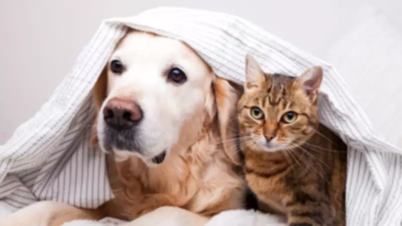 B.C. Organizations Urge Province to End Pet Bans in Rental Housing