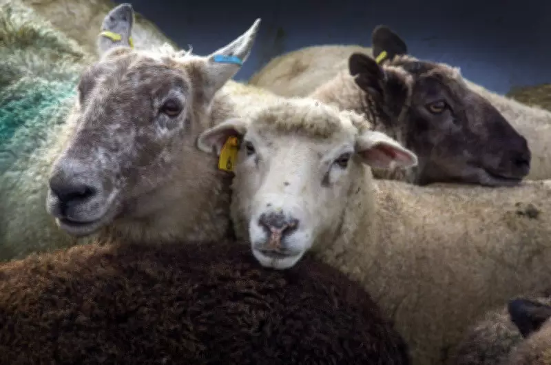 B.C. to Allow Killing of Abandoned Domestic Sheep to Protect Wild Animals