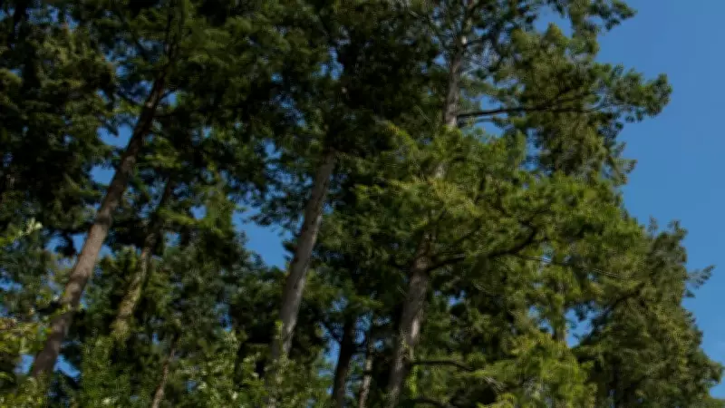 B.C. Tribunal Rules Neighbors' Trees Not a 'Continuous Nuisance' in Property Dispute