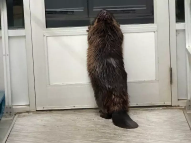 Beaver Intrudes Alberta Store Through Automatic Doors, RCMP Responds with Humor