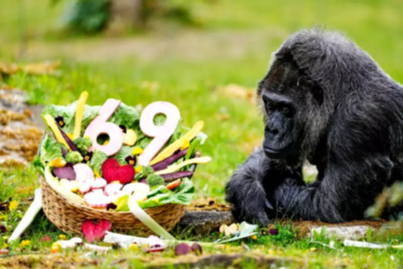 Berlin Zoo Celebrates 69th Birthday of Fatou, World's Oldest Gorilla in Captivity