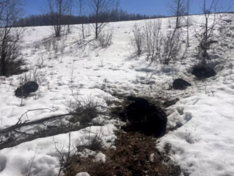 Black Bear and Cubs Shot Dead Near Lorenzo, Sask.: SaskTip
