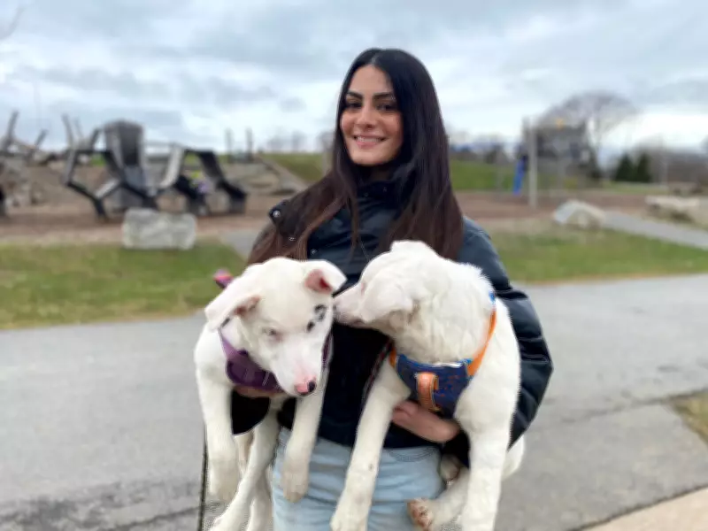 Blind and Deaf Puppies Seek Special Homes as Lifelong Commitment