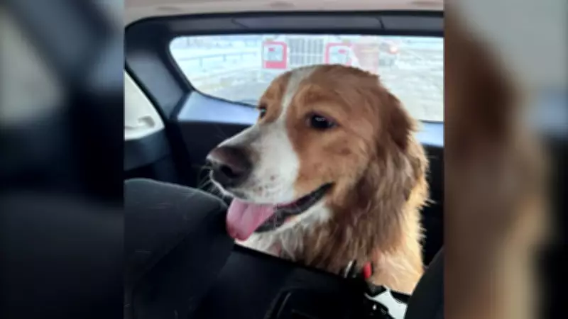 Bobbi the Dog Rescued from Ice Floe in Thunder Bay, Ontario